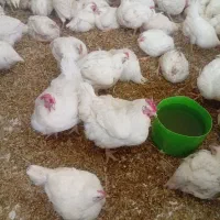 پخش مرغ گوشتی ومادرـارزارتر از مرغداری