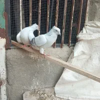 کبوتر شامی دم سفید ماده|پرنده|مشهد, احمدآباد|دیوار