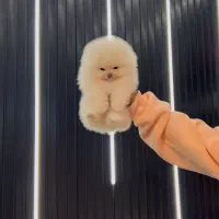 سگ فنجونی سایز صفر|سگ|اصفهان, باغ دریاچه|دیوار