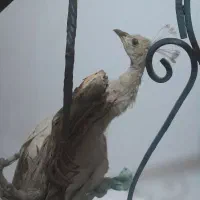 عتیقه وکمیاب|پرنده|مشهد, کوی سیدی|دیوار