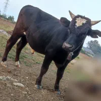 یک عدد گاو دوساله نر هلشتاین و یک گاو دوساله دورگ|حیوانات مزرعه|رضوانشهر, |دیوار