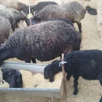 گوسفند زنده|حیوانات مزرعه|ساوه, |دیوار