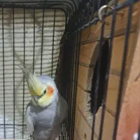 جفت عروس هلندی با جوجه