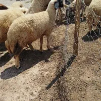 میش، سنجابی