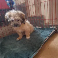 توله ۴ماه ونیم شیتزو تریر ماده