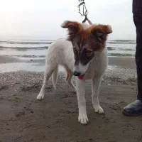 واگذاری سگ ژرمن میکس محلی رایگان|سگ|ماسال, |دیوار