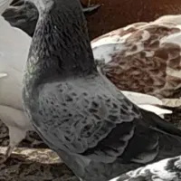 گمشده در اردبیل
