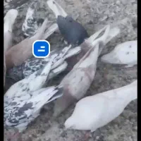 فروش کبوتر خوب|پرنده|بومهن, |دیوار