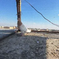 کله زرد کفتر کبوتر