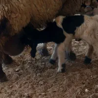 گوسفند گم شده