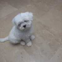 سگ مالتیپو۳ماه نر