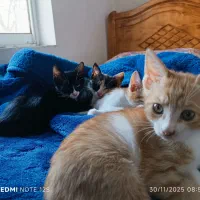 واگذاری بچه گربه دو ماهه خونگی