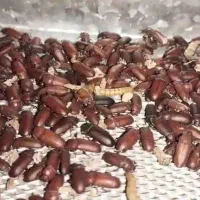 سوسک پول ساز