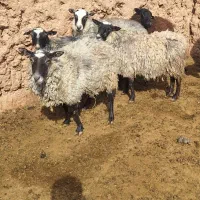 فروش میش رومانوف|حیوانات مزرعه|تربت‌حیدریه, ۴۵ متری|دیوار