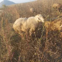 قوچ سه ساله