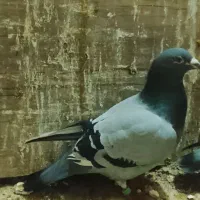 کبوتر پلاکی|پرنده|فاروج, |دیوار