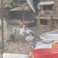 کبوتر دمگیر