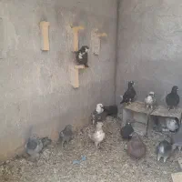کفتر.|پرنده|زرند, |دیوار