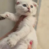 گربه