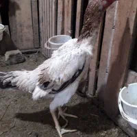 مرغ|حیوانات مزرعه|لاهیجان, انقلاب|دیوار