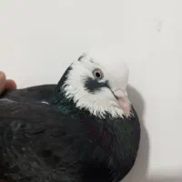 کفتر|پرنده|چابهار, |دیوار