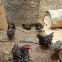 مرغ امروک سالم و واکسن خورده