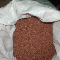 گندم بذری
