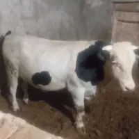 گوساله نر