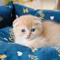 خانوم جهت کار در داروخانه دامپزشکی  باسمنج