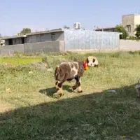 بره قوچی تخمی بختیاری روزگاری