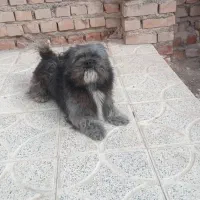 سگ پشمالو اشپیتز فقط یک میلیون هفتصد