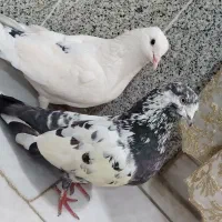 کبوتر تهرانی