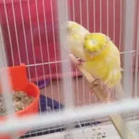 قناری جفت به شرط جوجه چهار تخم|پرنده|مشهد, امامیه (شهرک غرب)|دیوار