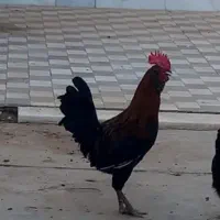 خروس محلی معاوضه با عروس هلندی