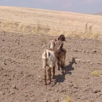 بز اصل