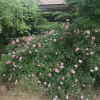 فروش باغ شهری بابهترین لوکیشن واقع در کلستان|فروش زمین و ملک کلنگی|شیراز, گلستان|دیوار