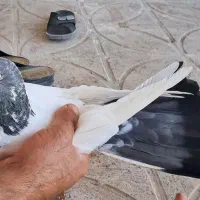 کفتر
