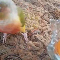 گمشده