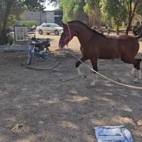 کره نریان خالص ایرانی|اسب و تجهیزات اسب‌سواری|شوشتر, |دیوار