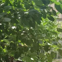 فروش کلنگی