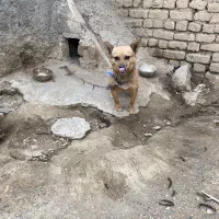 واگذاری و سرپرستی یک تول گرگی اصل