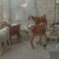 بزوکهره|حیوانات مزرعه|برازجان, |دیوار