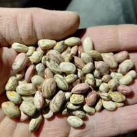 لوبیا چیتی کشت امسال