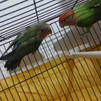 جفت طوطی کوتوله برزیلی مولد|پرنده|قم, علی آباد سعدگان|دیوار