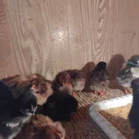 مرغ خروس