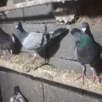پلاکی