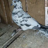 ۸عدد‌کبوتر|پرنده|بروجن, |دیوار