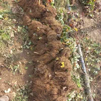 نشا توتوفرنگی|خدمات باغبانی و درختکاری|سنندج, |دیوار