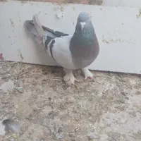کبوتر رنگی|پرنده|شیراز, کرونی(خاتونک)|دیوار