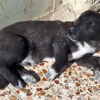 سگ توله|سگ|شیروان (خراسان), |دیوار